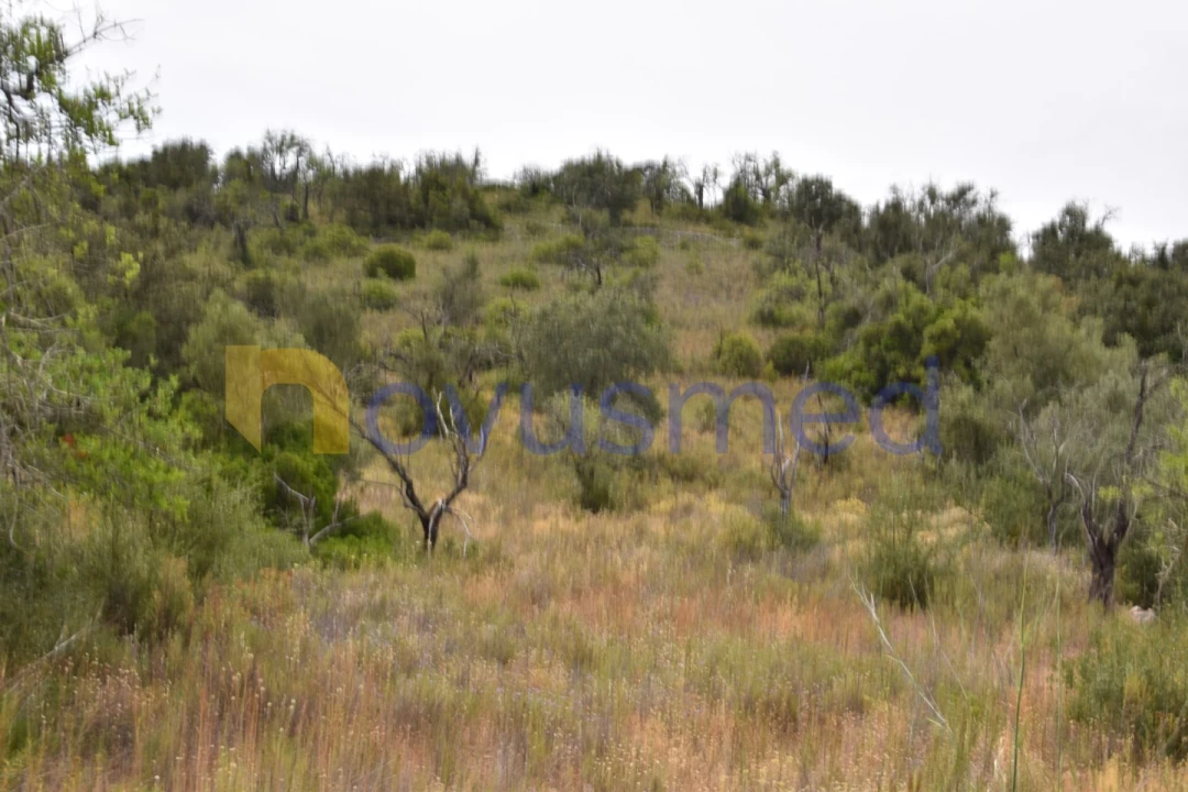 Terreno Agricola ou Rústico para Venda em Paderne Foto 12