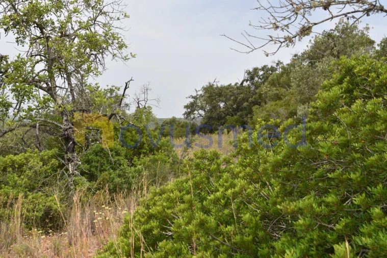Terreno Agricola ou Rústico para Venda em Paderne Foto 10