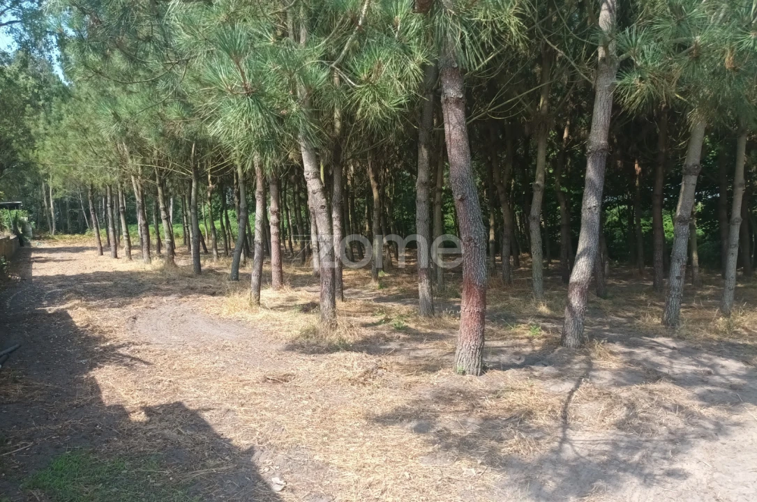 Terreno para Venda em Arazede Foto 9