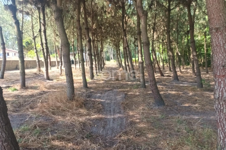 Terreno para Venda em Arazede Foto 6