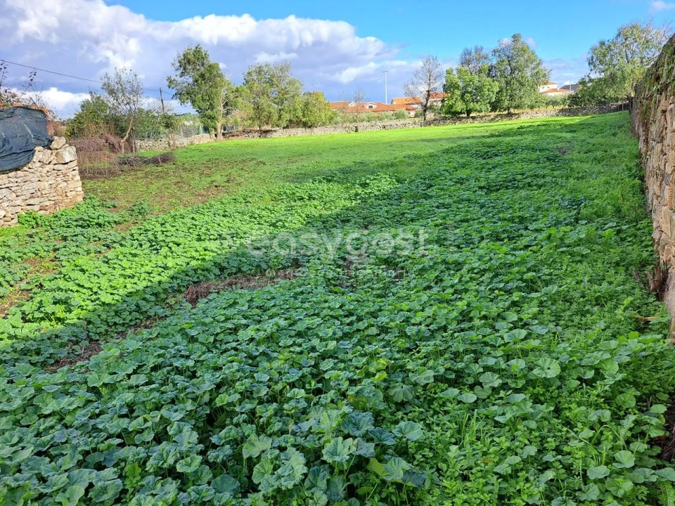 Moradia T6 para Venda em Carviçais Foto 3