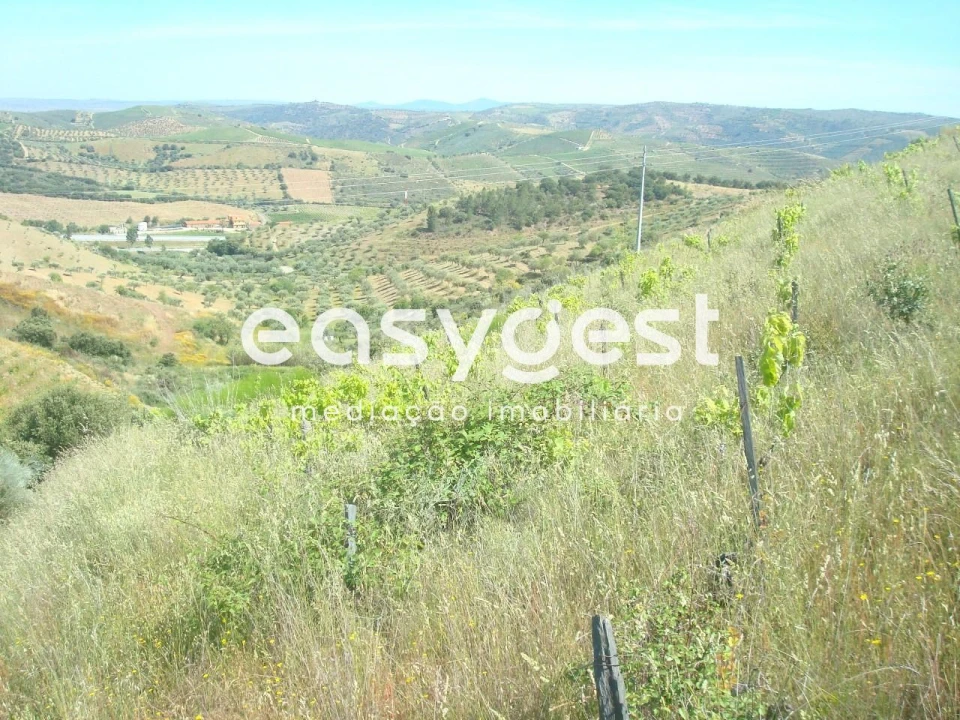 Terreno Agricola ou Rústico para Venda em Longroiva Foto 6