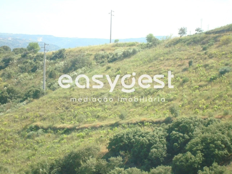 Terreno Agricola ou Rústico para Venda em Longroiva Foto 8