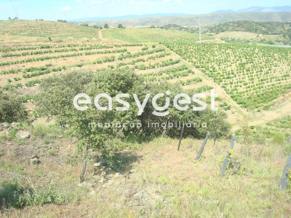 Terreno Agricola ou Rústico para Venda em Longroiva Foto 10