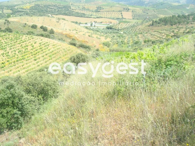 Terreno Agricola ou Rústico para Venda em Longroiva Foto 4
