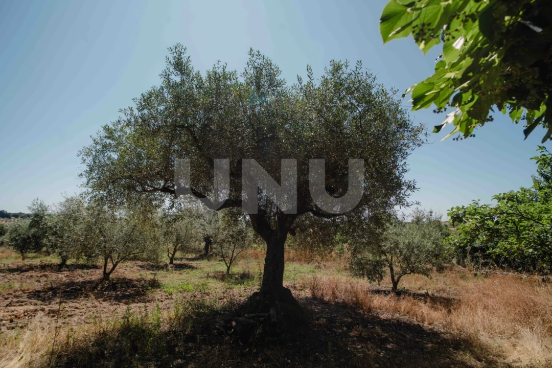 Quinta T4 para Venda em Ninho do Açor e Sobral do Campo Foto 28