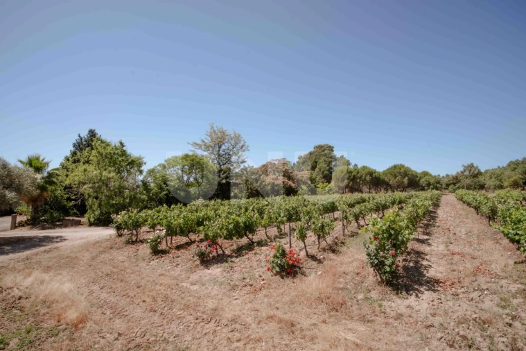Quinta T4 para Venda em Ninho do Açor e Sobral do Campo Foto 29