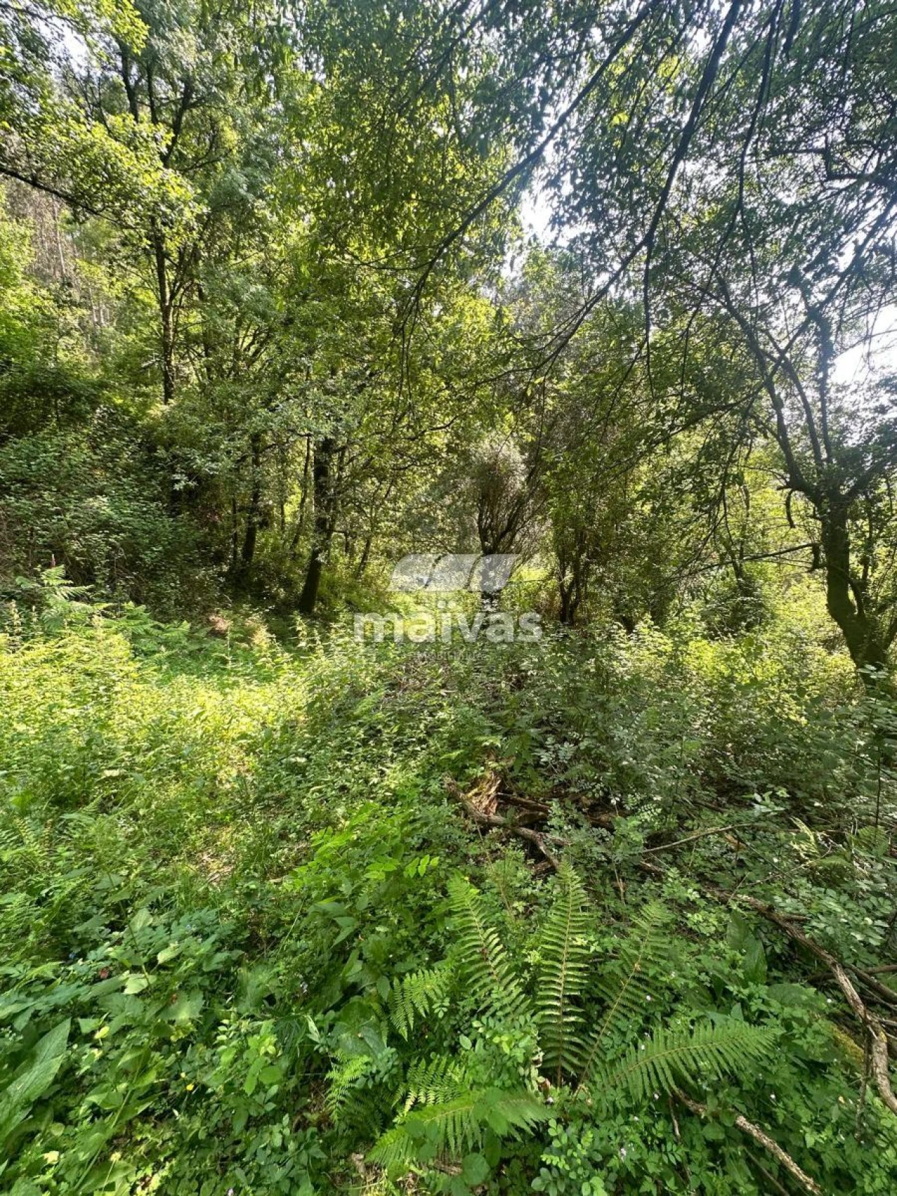 Quinta T0 para Venda em Bouro (Santa Maria) Foto 10