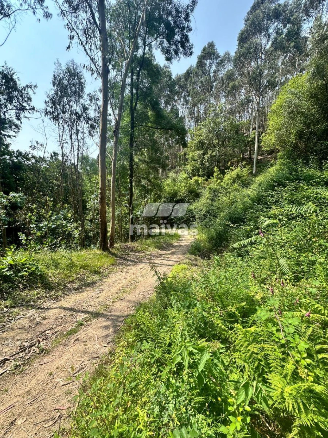 Quinta T0 para Venda em Bouro (Santa Maria) Foto 12