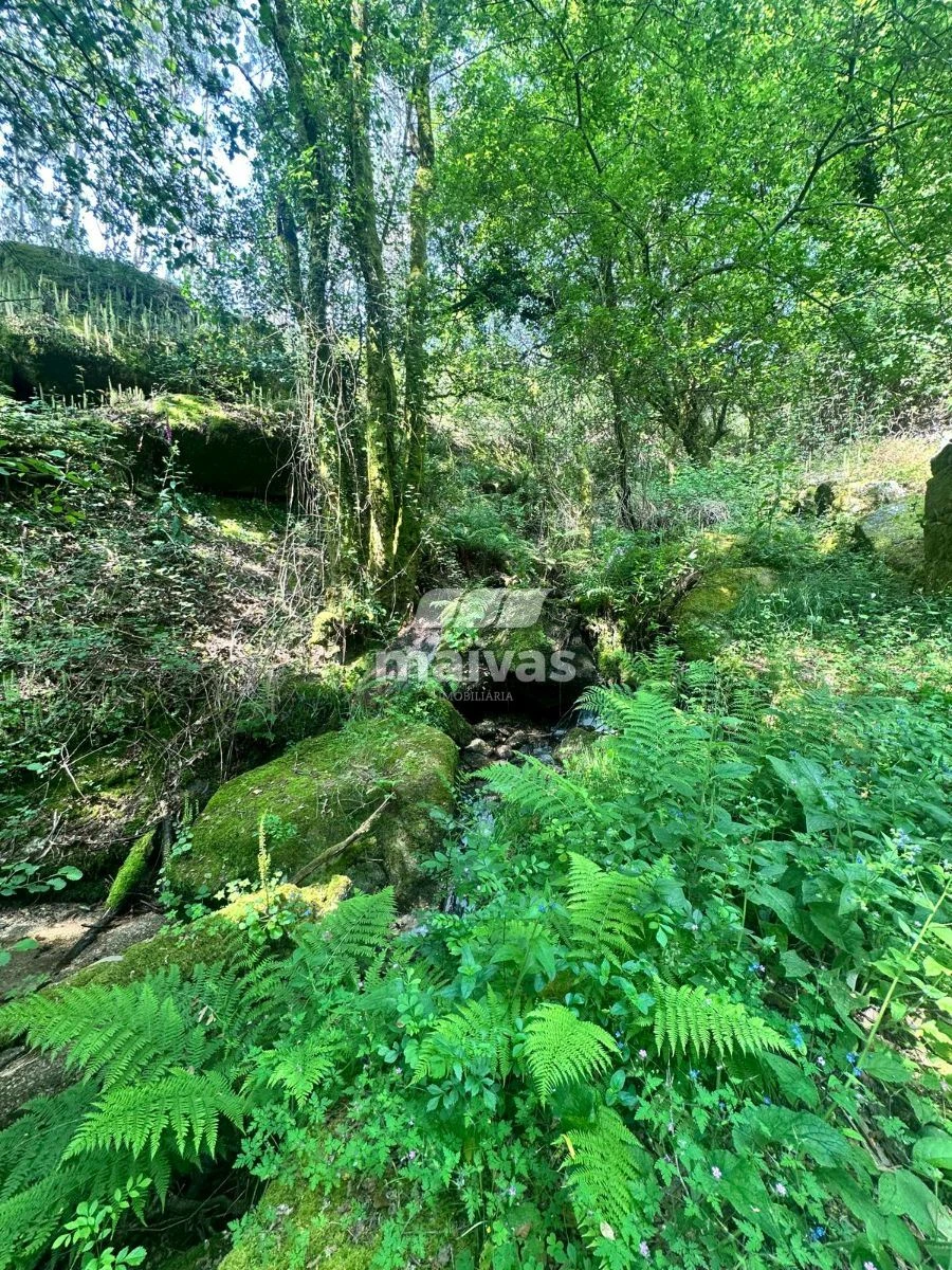 Quinta T0 para Venda em Bouro (Santa Maria) Foto 8