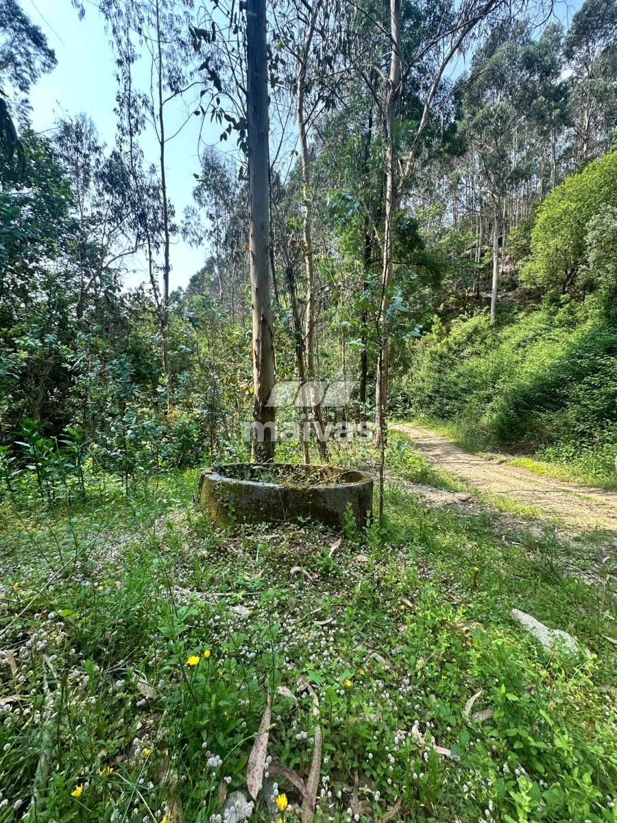 Quinta T0 para Venda em Bouro (Santa Maria) Foto 14