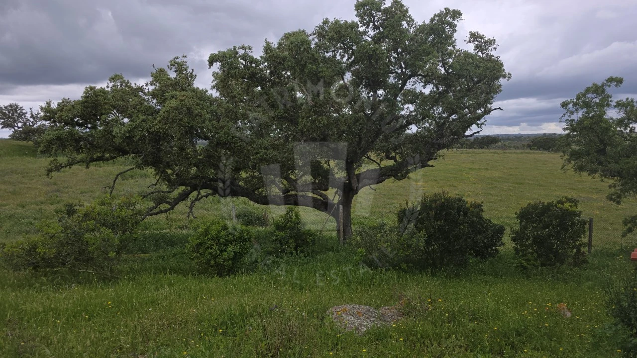 Quinta para Venda em Ourique Foto 10