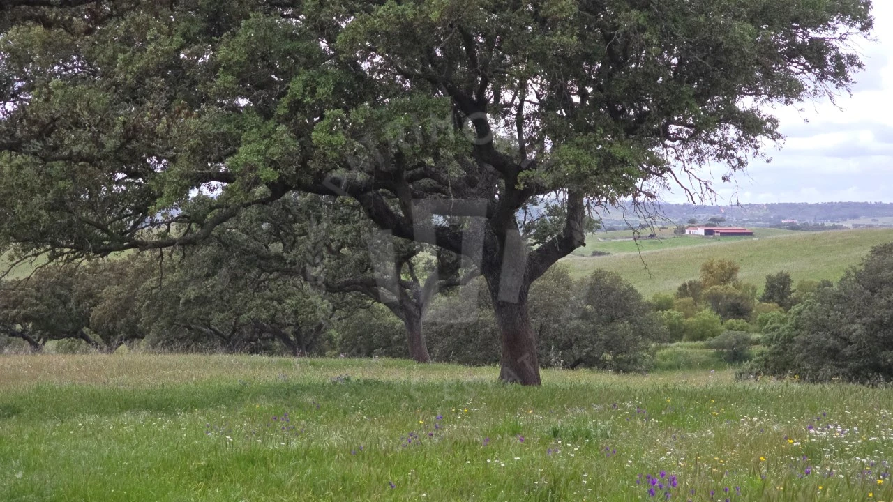 Quinta para Venda em Ourique Foto 13