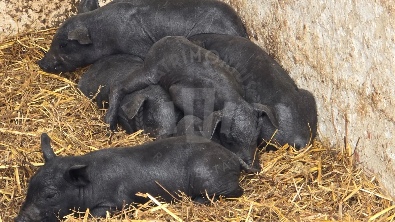 Quinta para Venda em Ourique Foto 14