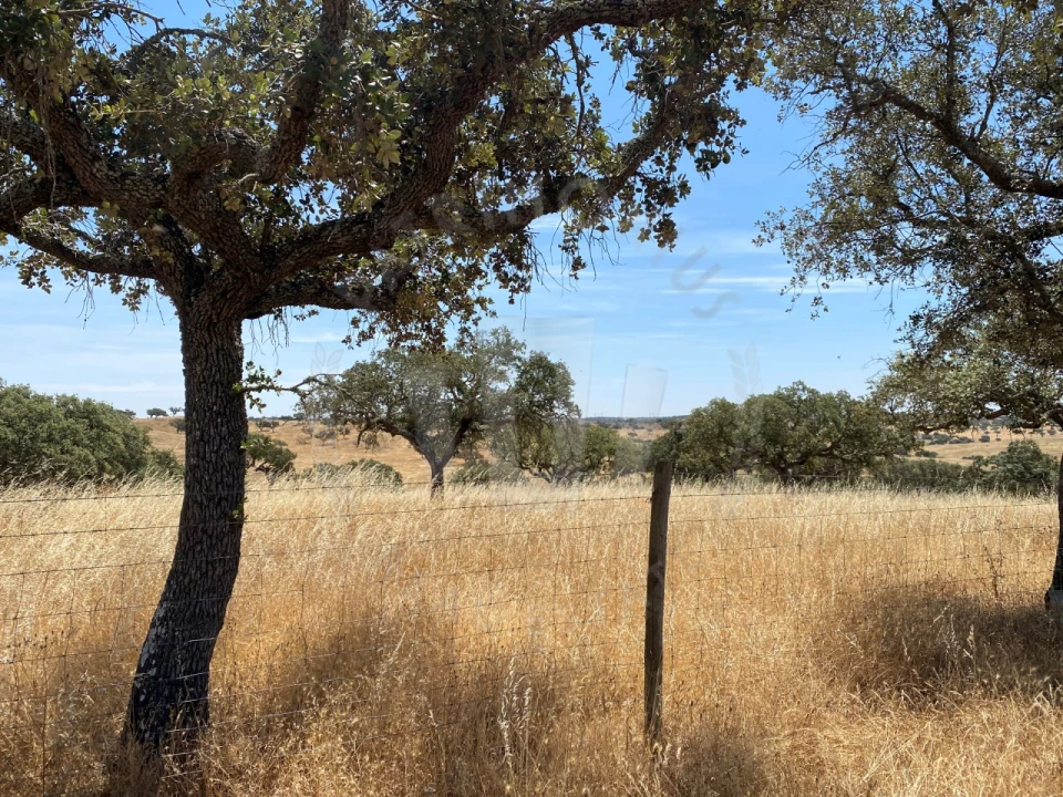 Quinta para Venda em Ourique Foto 49