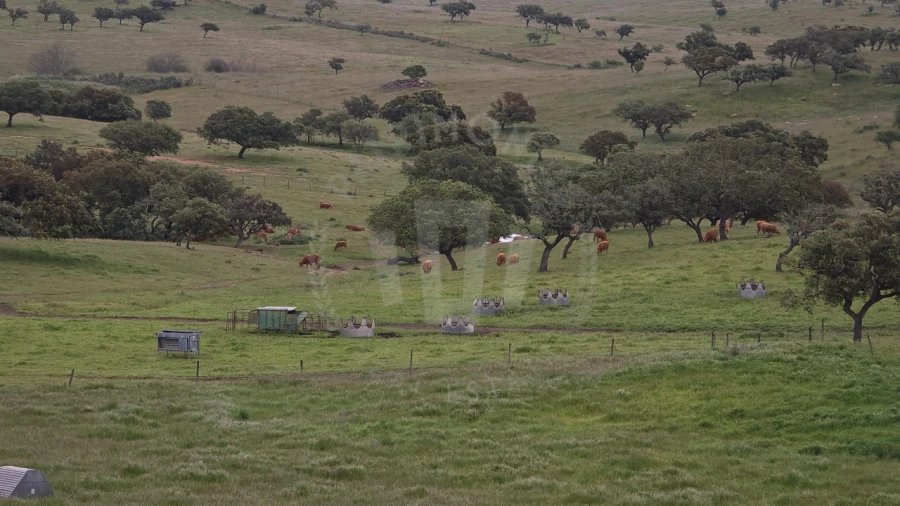 Quinta para Venda em Ourique Foto 5