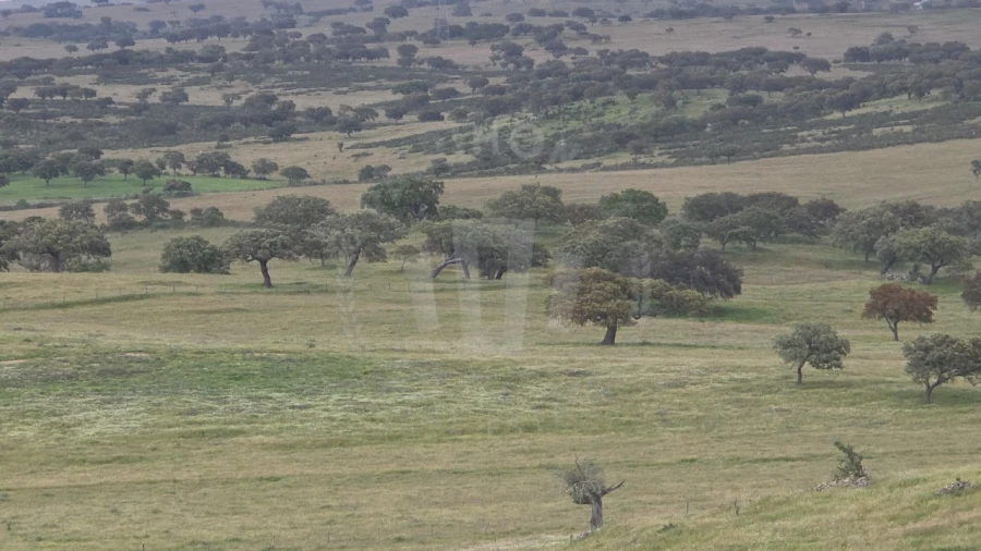 Quinta para Venda em Ourique Foto 34