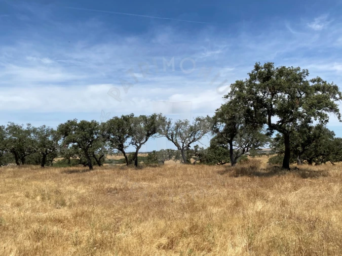 Quinta para Venda em Ourique Foto 44