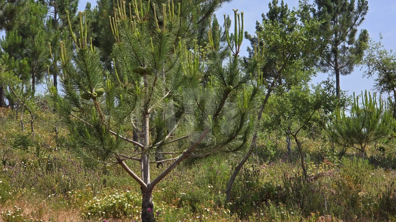 Quinta T1 para Venda em Porto Covo Foto 5