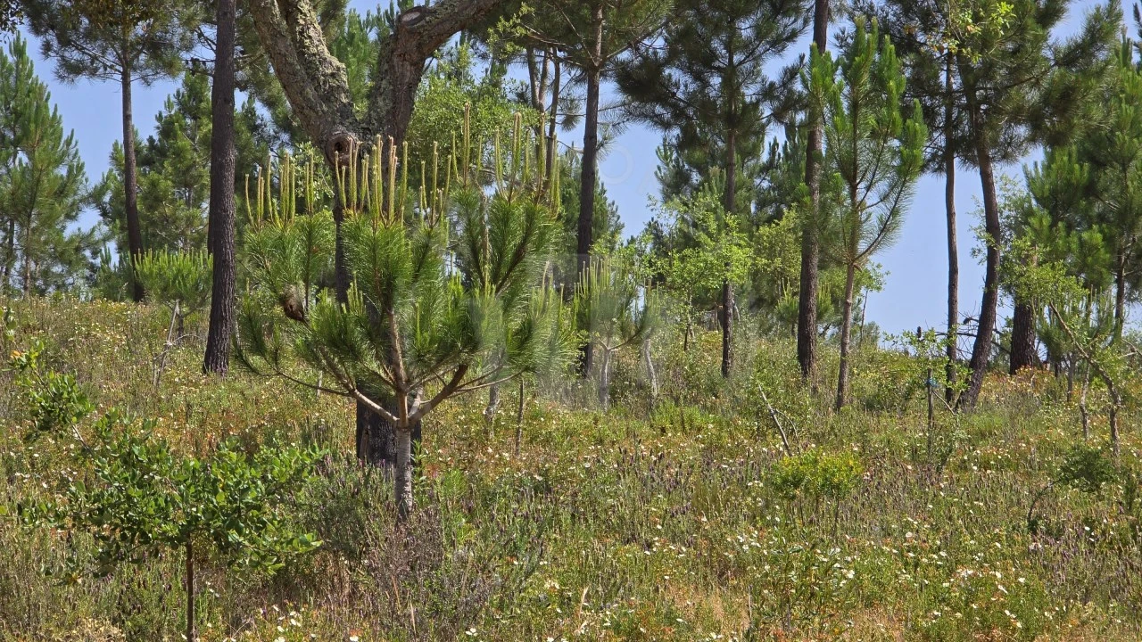 Quinta T1 para Venda em Porto Covo Foto 6