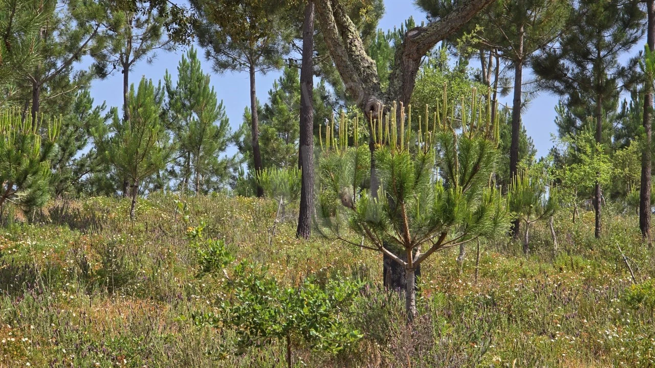 Quinta T1 para Venda em Porto Covo Foto 7