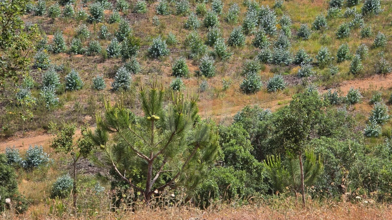 Quinta T1 para Venda em Porto Covo Foto 16