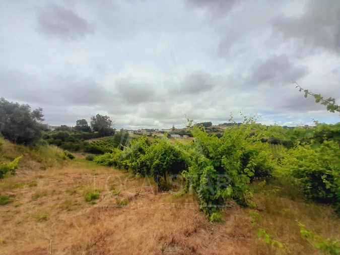 Terreno para Venda em Alvorninha Foto 4