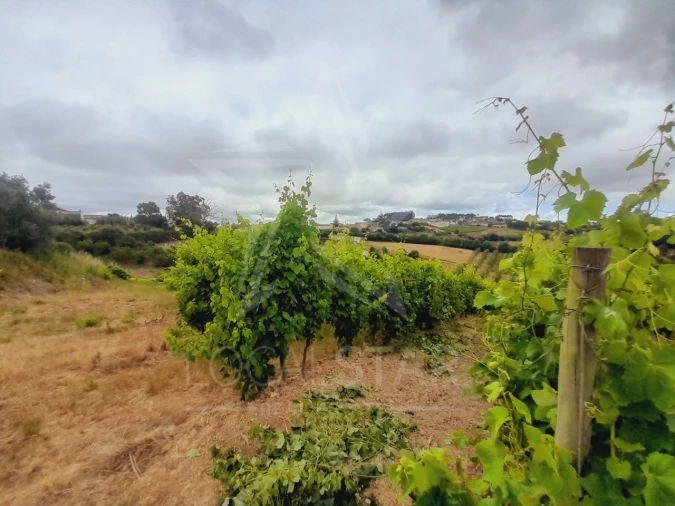 Terreno para Venda em Alvorninha Foto 17