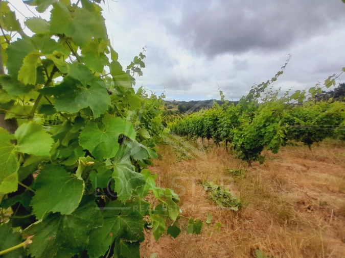 Terreno para Venda em Alvorninha Foto 18