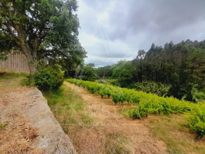 Terreno para Venda em Alvorninha Foto 19