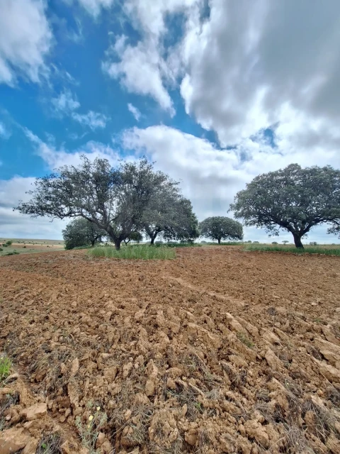 Terreno para Venda em Monsaraz