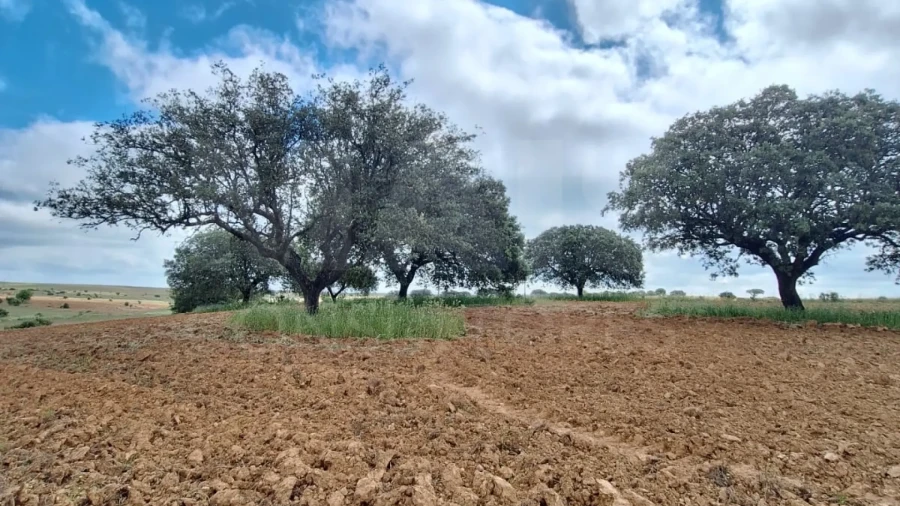 Terreno para Venda em Monsaraz