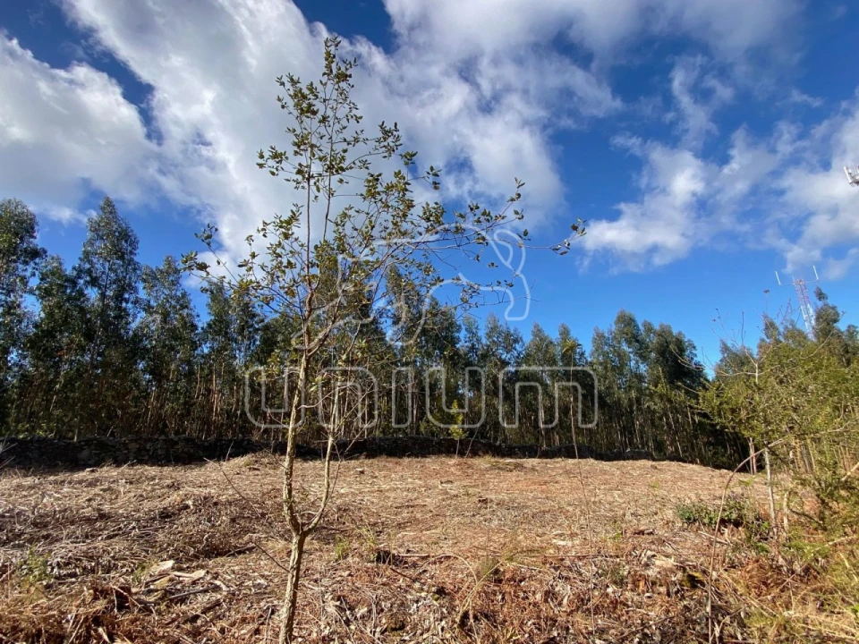 Terreno para Venda em Caminha (Matriz) e Vilarelho Foto 8