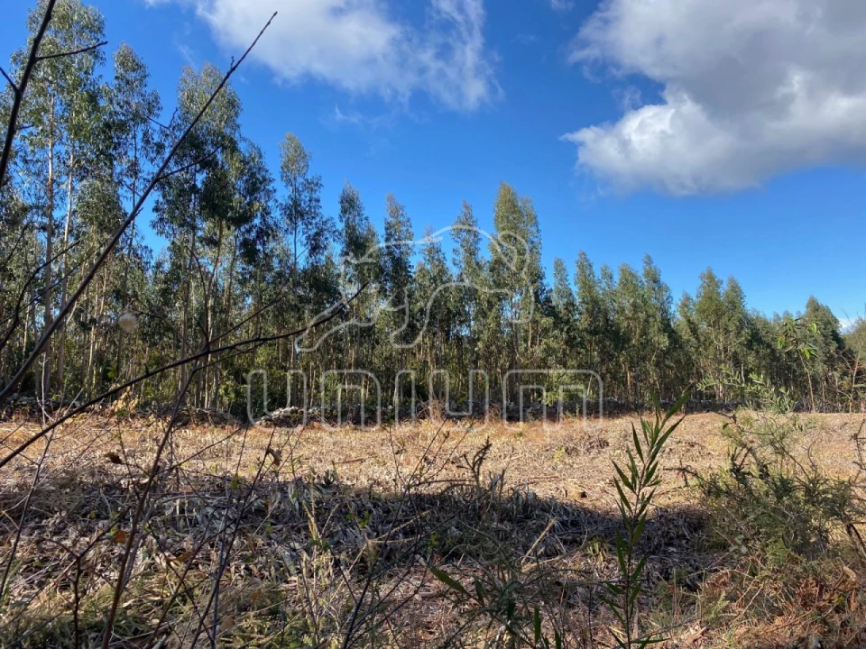 Terreno para Venda em Caminha (Matriz) e Vilarelho Foto 9