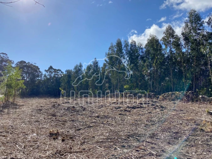 Terreno para Venda em Caminha (Matriz) e Vilarelho Foto 4