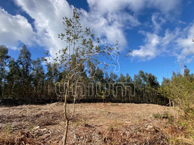 Terreno para Venda em Caminha (Matriz) e Vilarelho Foto 8