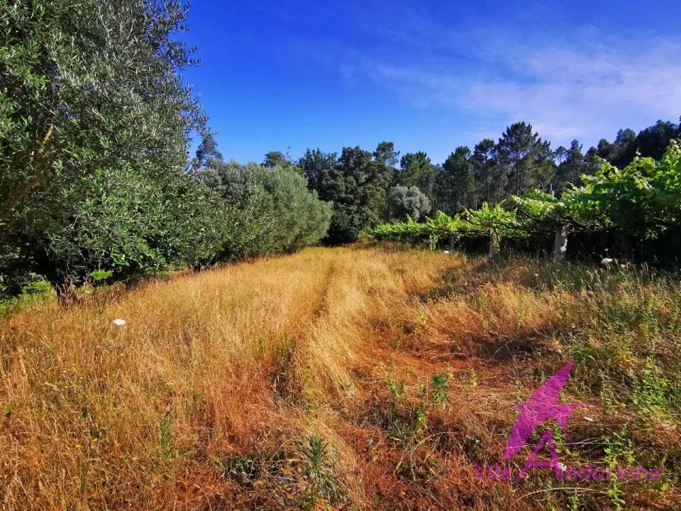 Terreno para Venda em Nogueira, Meixedo e Vilar de Murteda Foto 1
