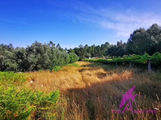Terreno para Venda em Nogueira, Meixedo e Vilar de Murteda Foto 4
