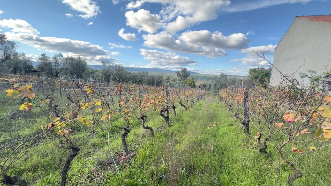 Terreno Agricola ou Rústico para Venda em Silgueiros Foto 10
