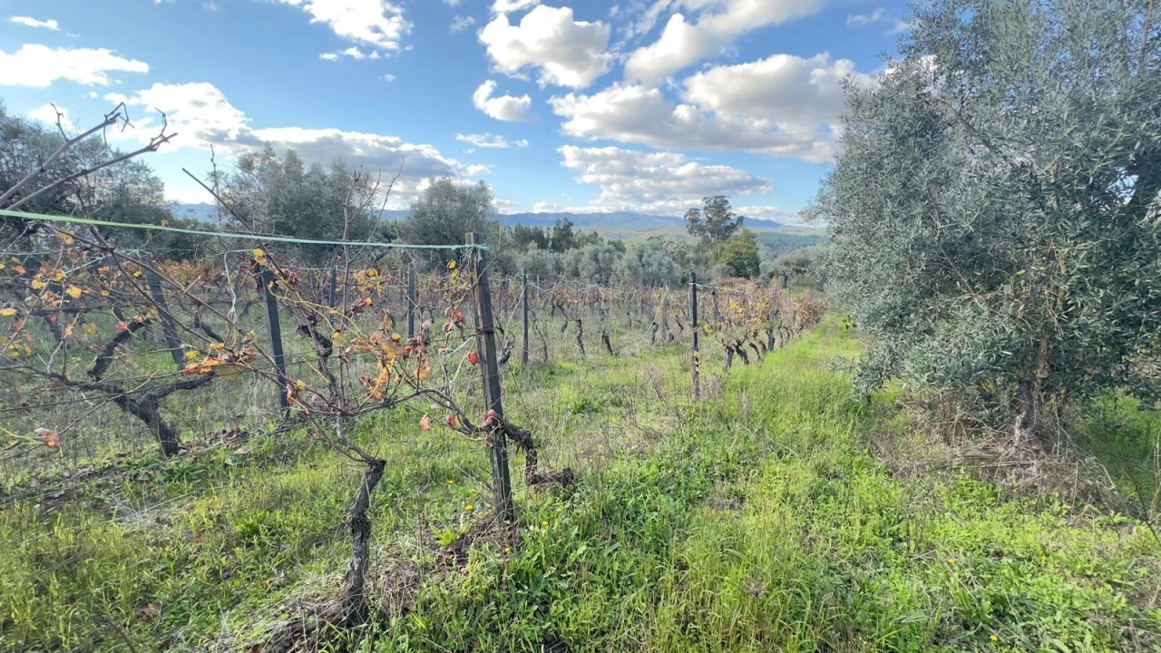 Terreno Agricola ou Rústico para Venda em Silgueiros Foto 13
