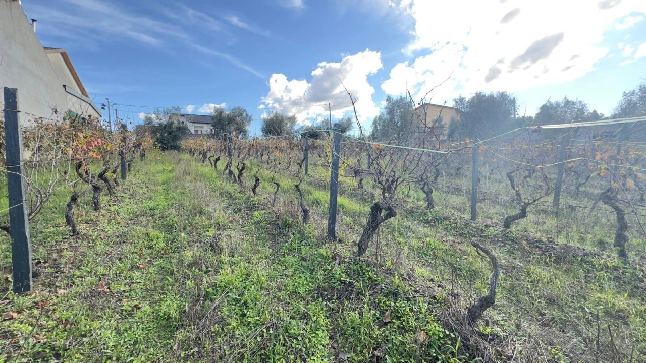Terreno Agricola ou Rústico para Venda em Silgueiros Foto 14