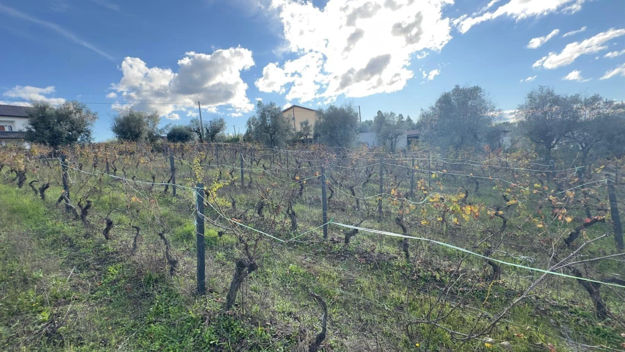 Terreno Agricola ou Rústico para Venda em Silgueiros Foto 15