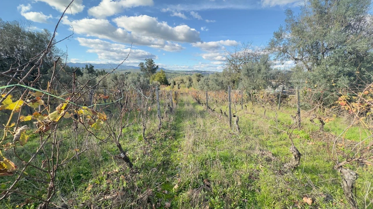 Terreno Agricola ou Rústico para Venda em Silgueiros Foto 18