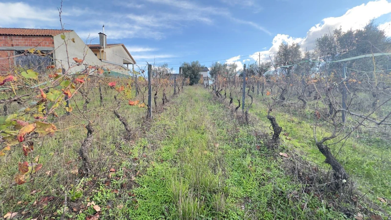 Terreno Agricola ou Rústico para Venda em Silgueiros Foto 21