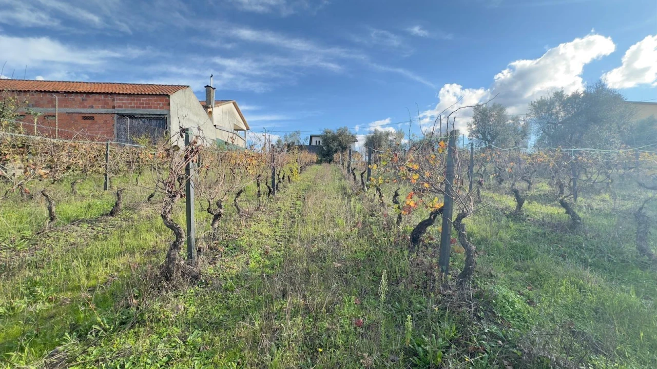 Terreno Agricola ou Rústico para Venda em Silgueiros Foto 4