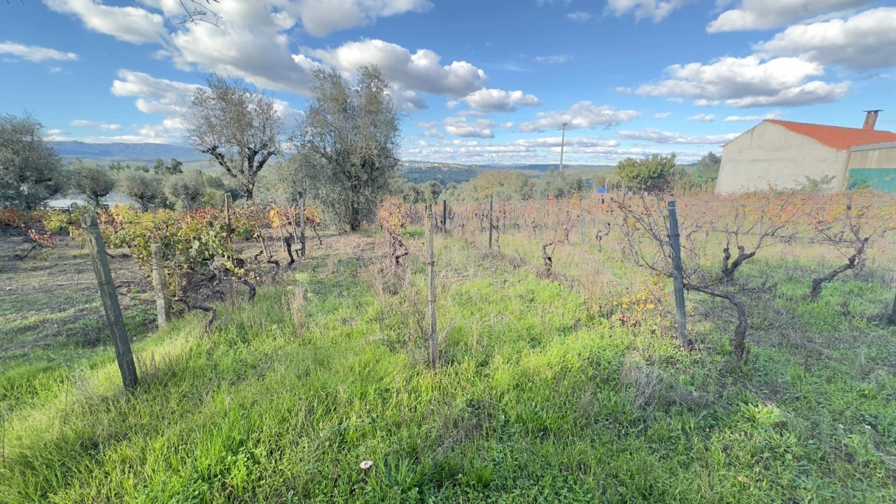 Terreno Agricola ou Rústico para Venda em Silgueiros Foto 5