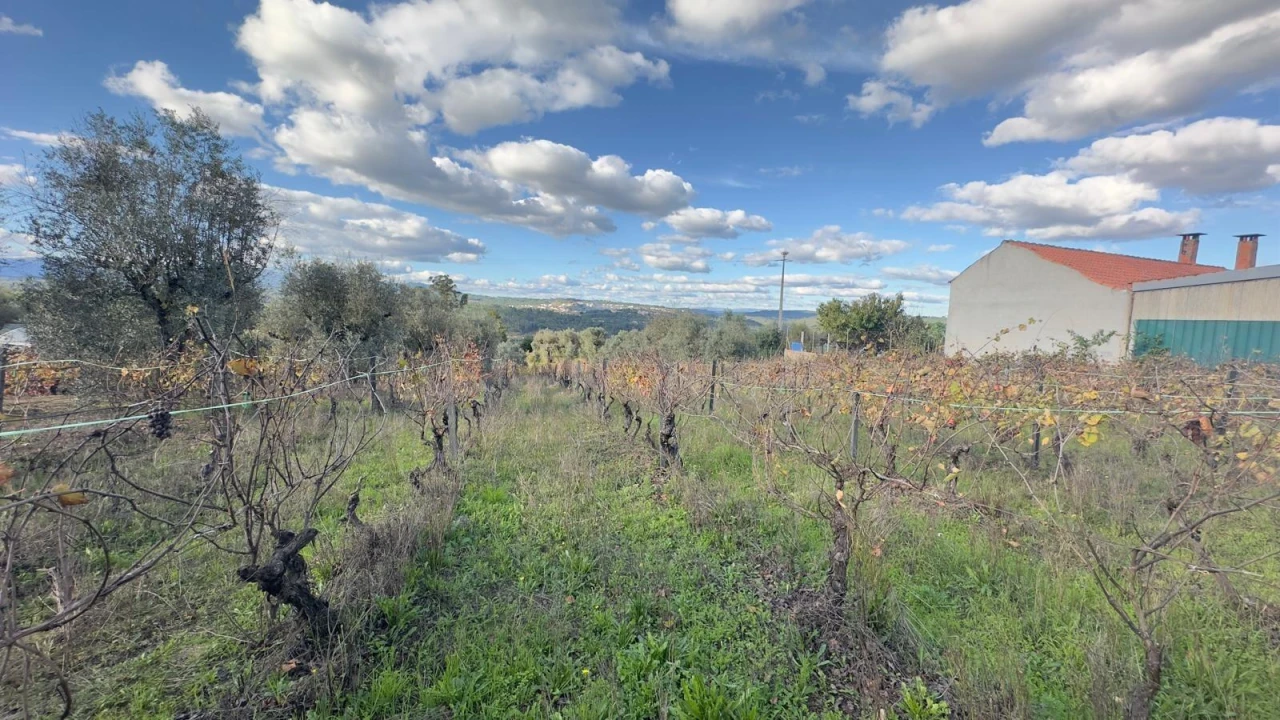Terreno Agricola ou Rústico para Venda em Silgueiros Foto 6