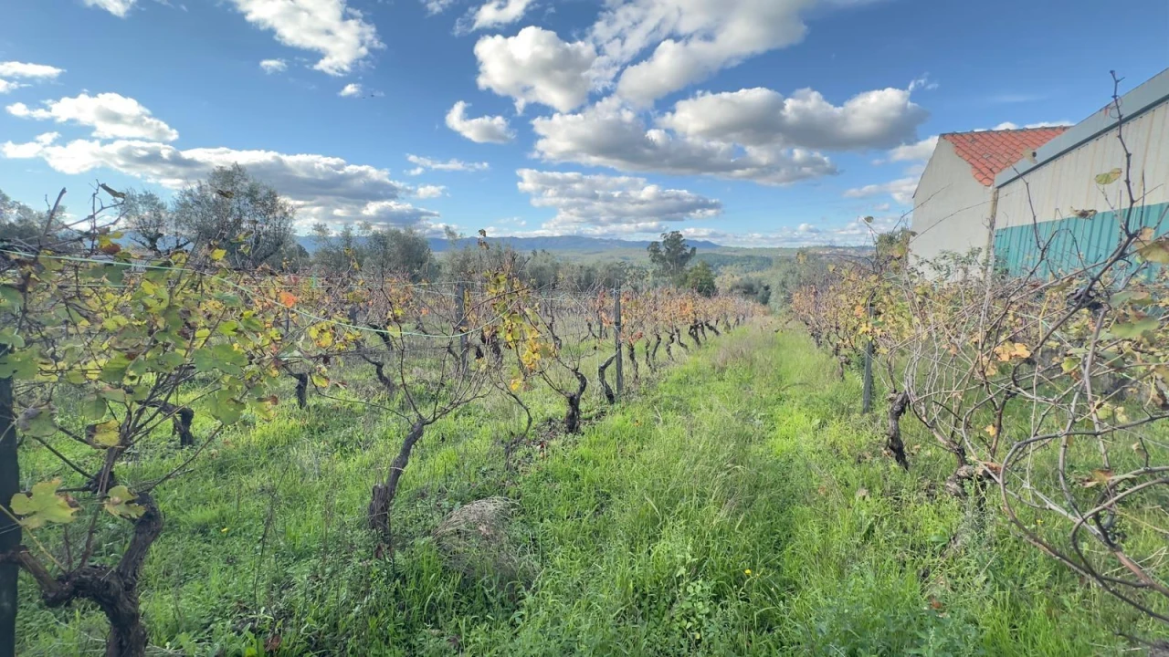 Terreno Agricola ou Rústico para Venda em Silgueiros Foto 9
