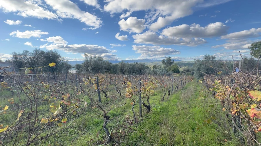 Terreno Agricola ou Rústico para Venda em Silgueiros Foto 11