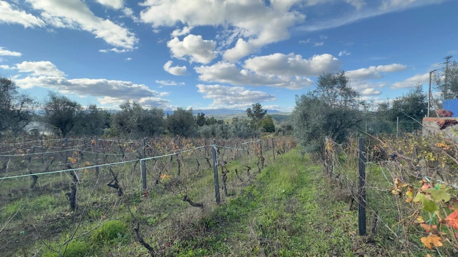 Terreno Agricola ou Rústico para Venda em Silgueiros Foto 12
